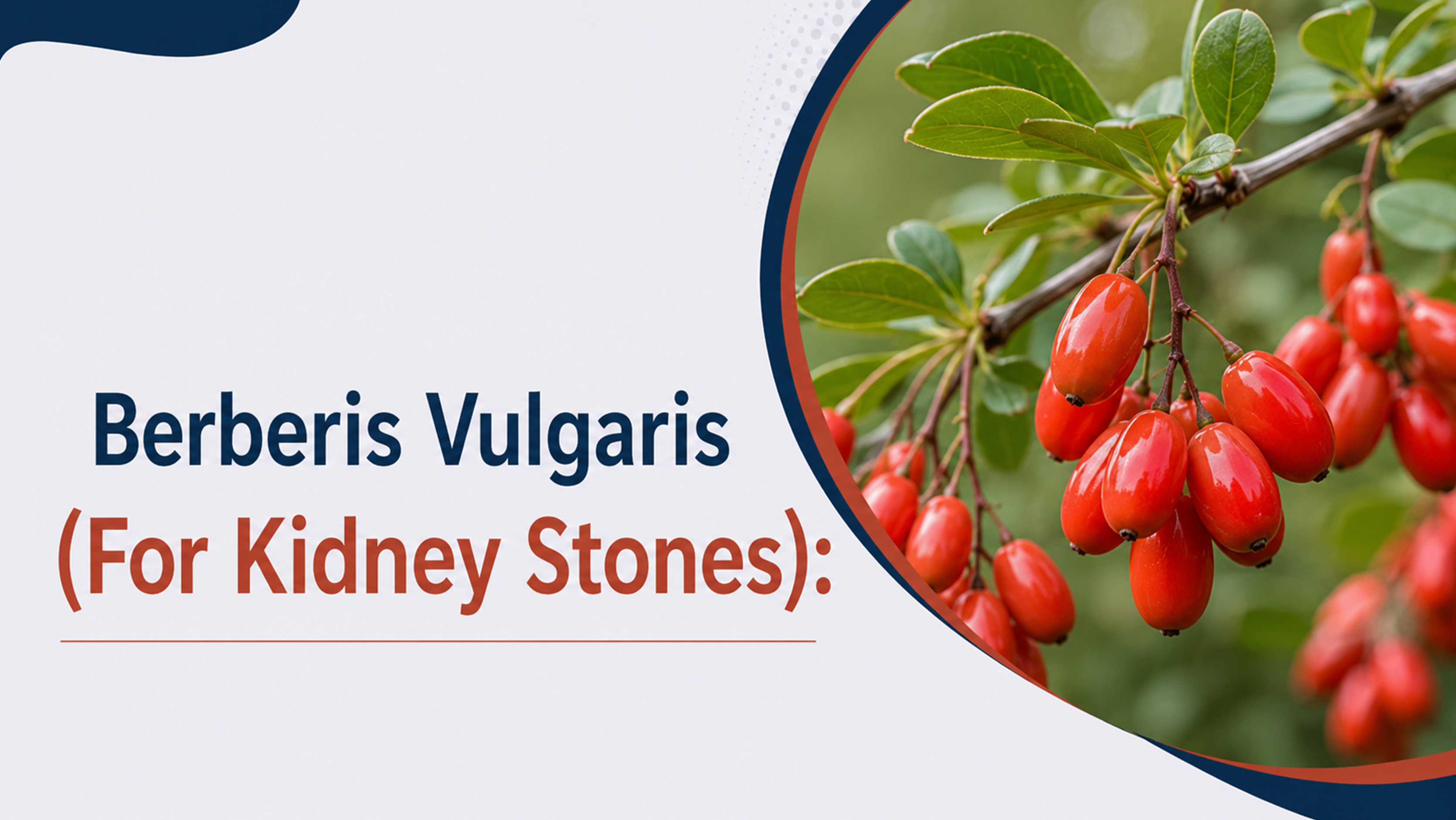 Berberis Vulgaris For Kidney Stones